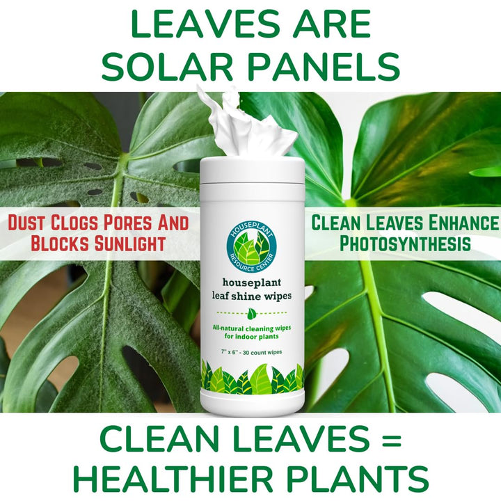 Leaf Cleaner Wipes for House Plants – Natural Leaf Polish, Gloss, and Shine | 30 count