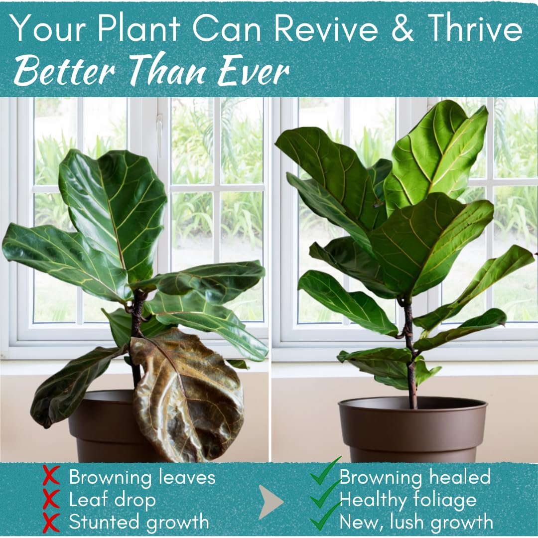fiddle leaf fig recovery Root Rot Repair - Recovery Drops Supplement