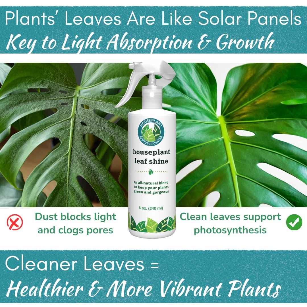 leaf shine for fiddle leaf fig Leaf Shine Spray – Natural Leaf Polish, Gloss, and Shine