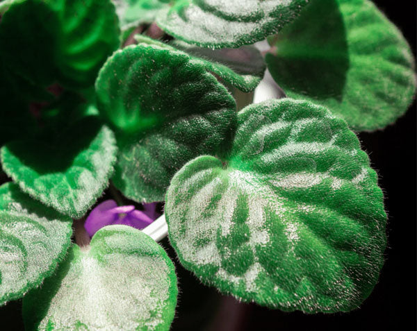 6 Reasons Your African Violet Won’t Bloom—and What to Do About It