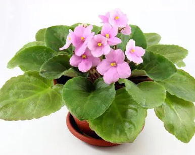 8 Tricks to Get Your African Violet to Bloom Again