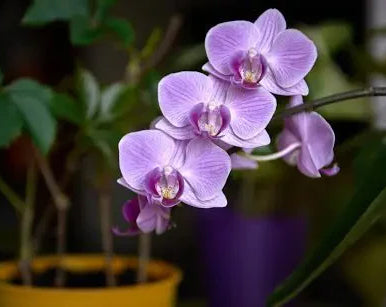 How to Revive a Struggling Orchid
