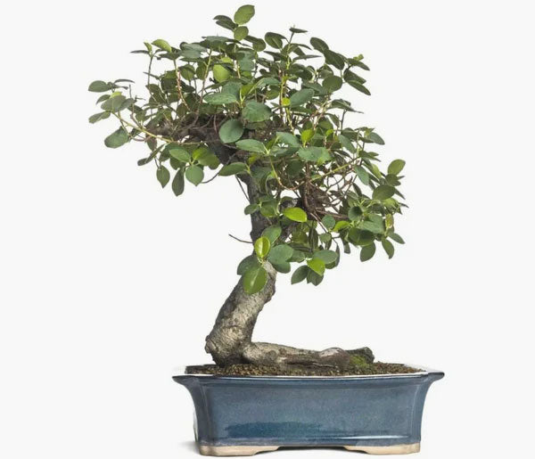 The 6 Best Indoor Bonsai Tree Types (and How to Care for Them)