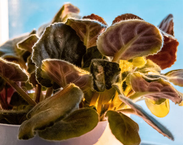 6 Signs Your African Violet Is Dying—and How to Revive It