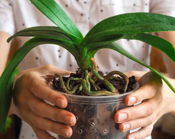 How to Tell If You’ve Overwatered Your Orchid