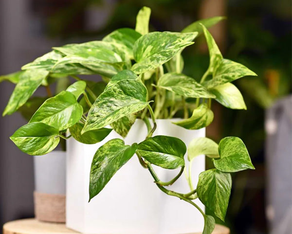 The Ultimate Guide to Pothos Plants