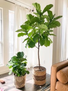 Top Fiddle Leaf Fig Care Tips from Guest Expert Alessandra Pham