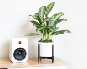 Houseplant Club Houseplant Club