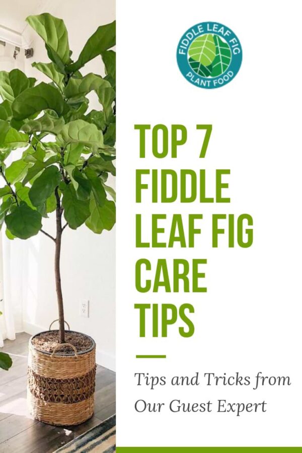 Top Fiddle Leaf Fig Care Tips from Guest Expert Alessandra Pham ...