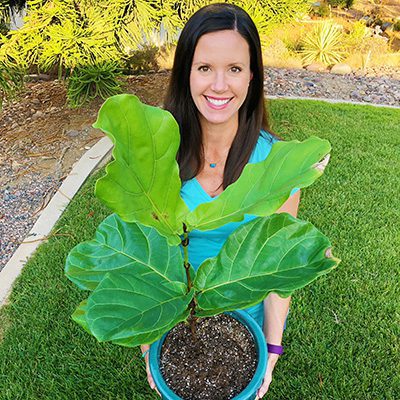 Fiddle Leaf Fig Grower Fiddle Leaf Fig Grower