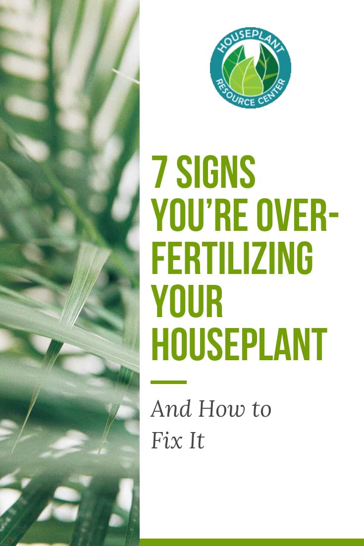 7 Signs You’re Over-Fertilizing Your Houseplant