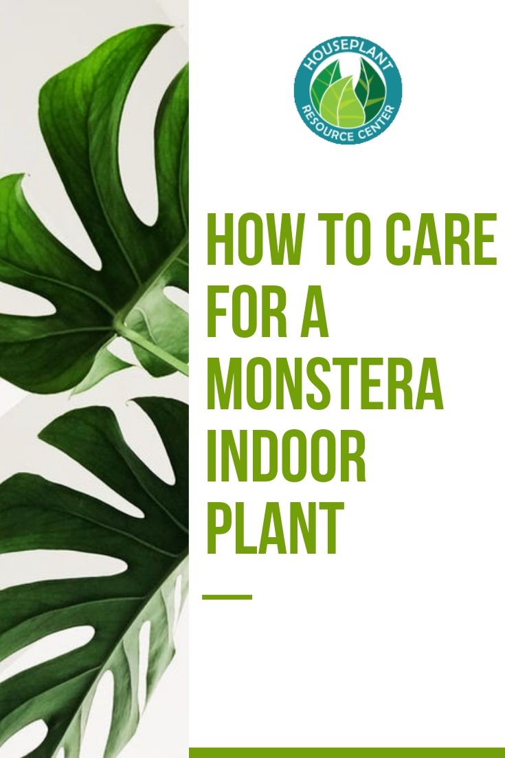 How To Care For A Monstera Indoor Plant Houseplant Resource Center