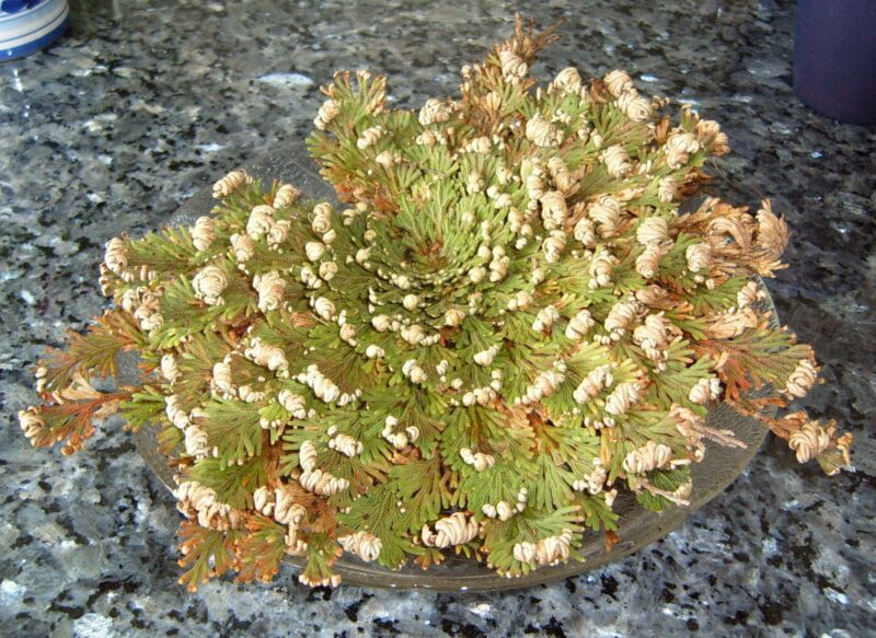 The Ultimate Guide to Rose of Jericho Houseplant Resource Center