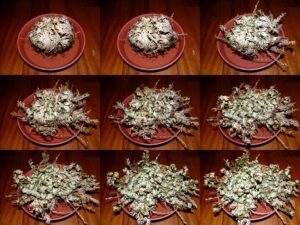 The Ultimate Guide to Rose of Jericho - Houseplant Resource Center