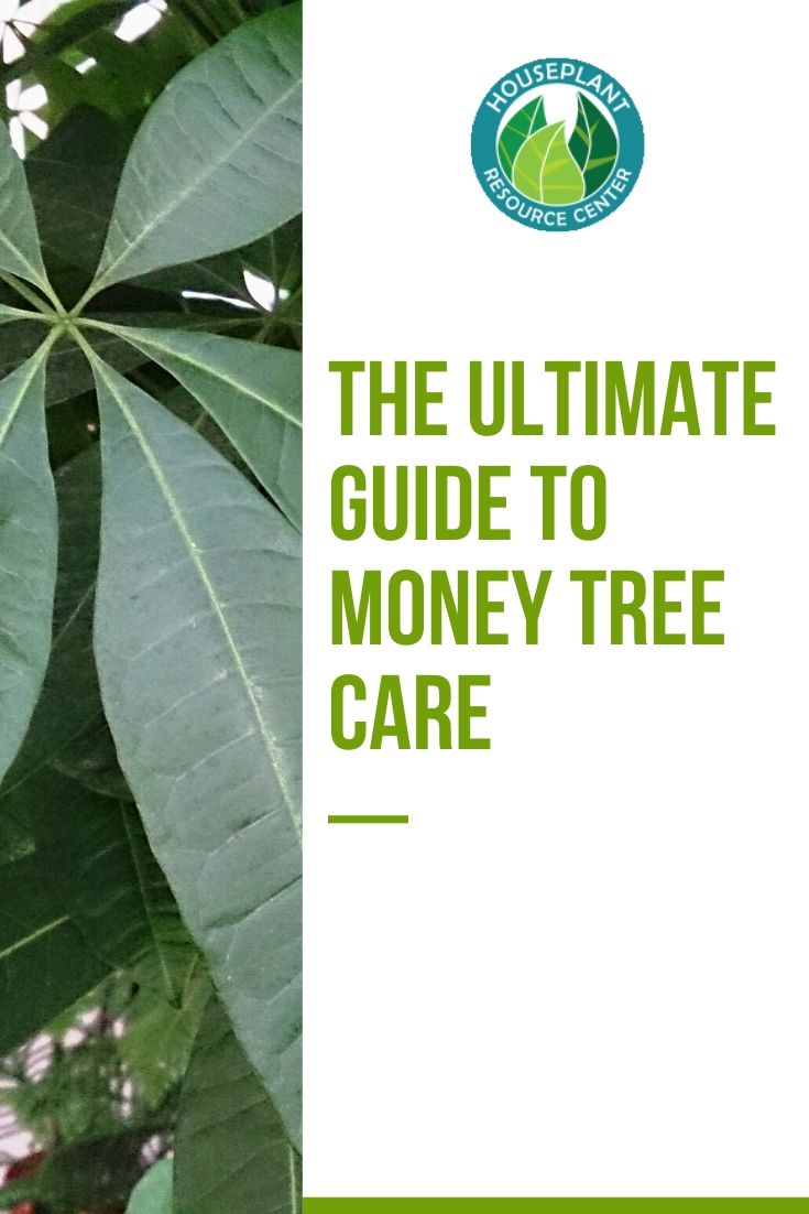 pachira money tree care