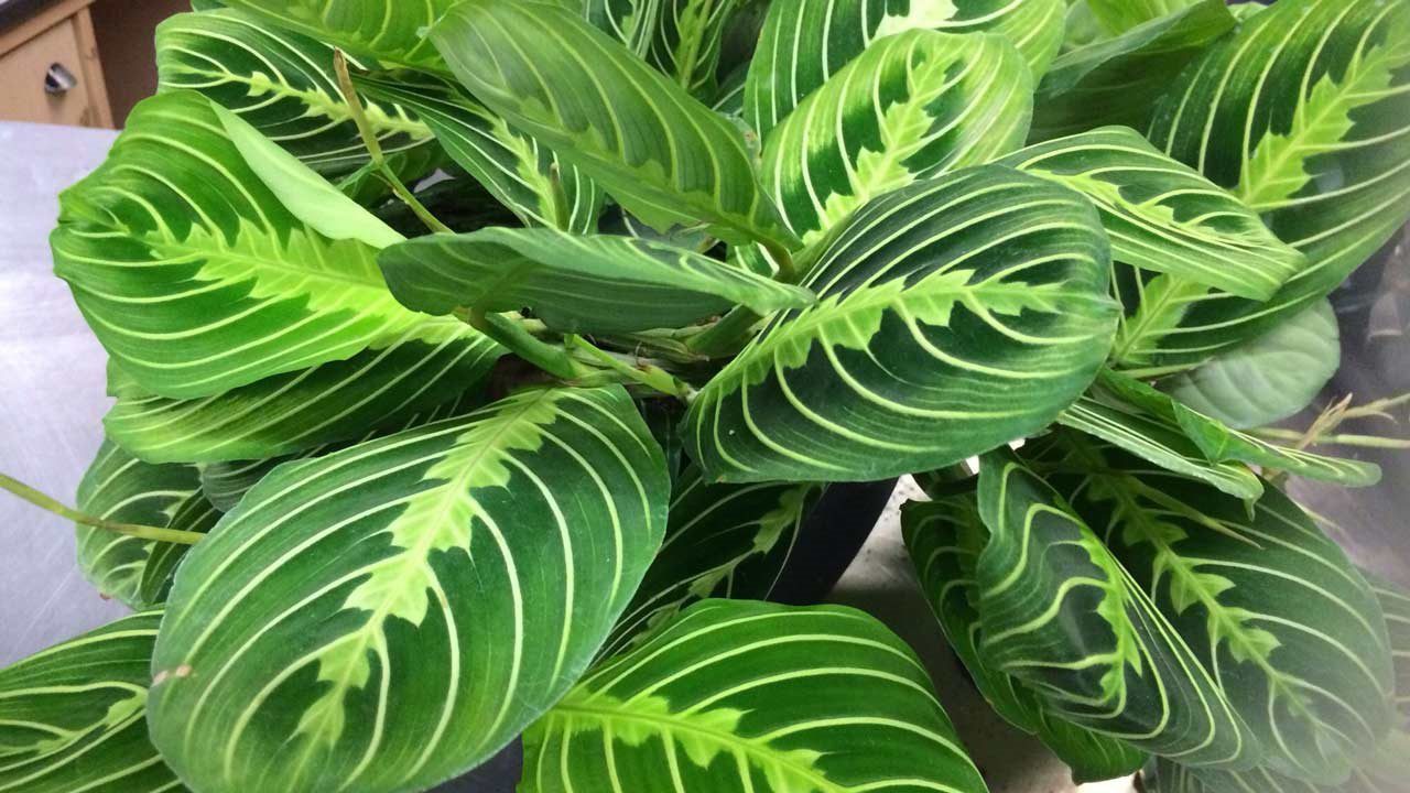 Green prayer plant information