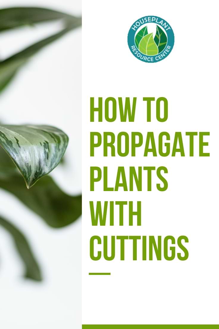 How to Propagate Plants with Cuttings