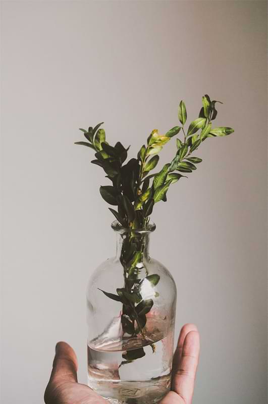 Hydroponics for houseplants