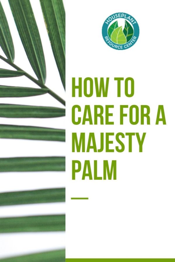 How to Care for a Majesty Palm Houseplant Resource Center