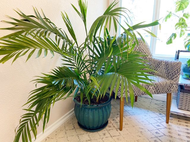 Royal palm plant care
