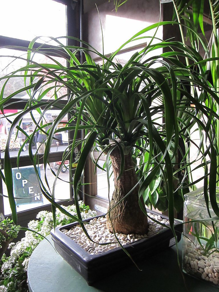 How to Care for a Ponytail Palm