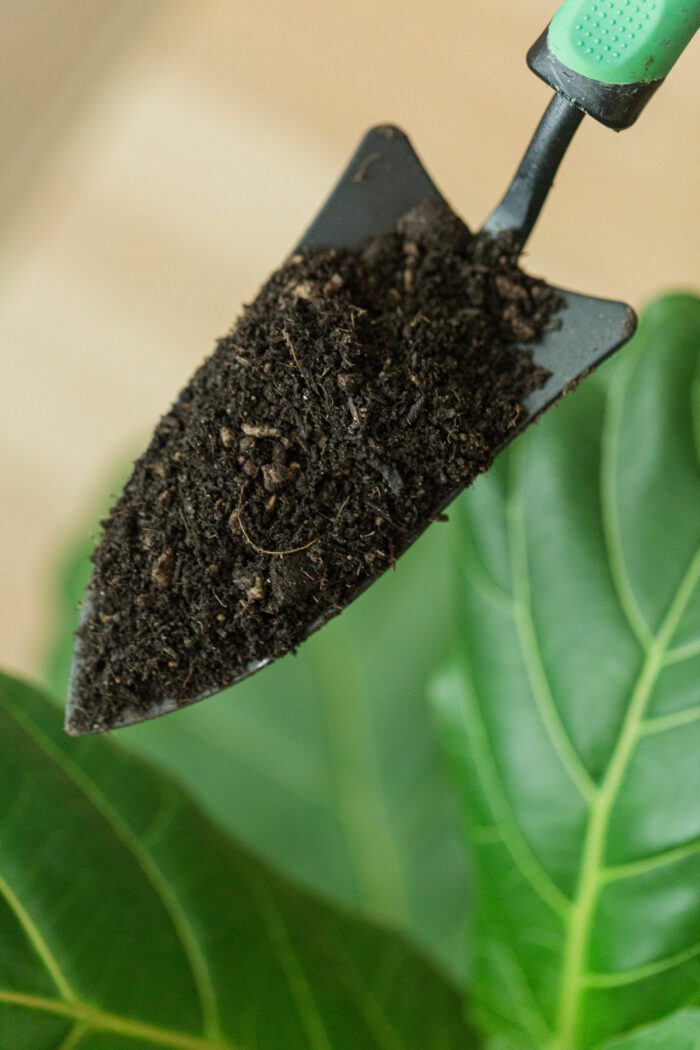 The Best Fiddle Leaf Fig Soil Recipe Houseplant Resource Center