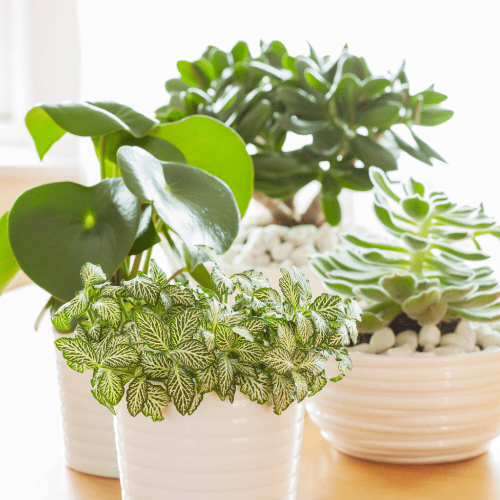 The Comprehensive Guide to Houseplants Houseplant Resource Center