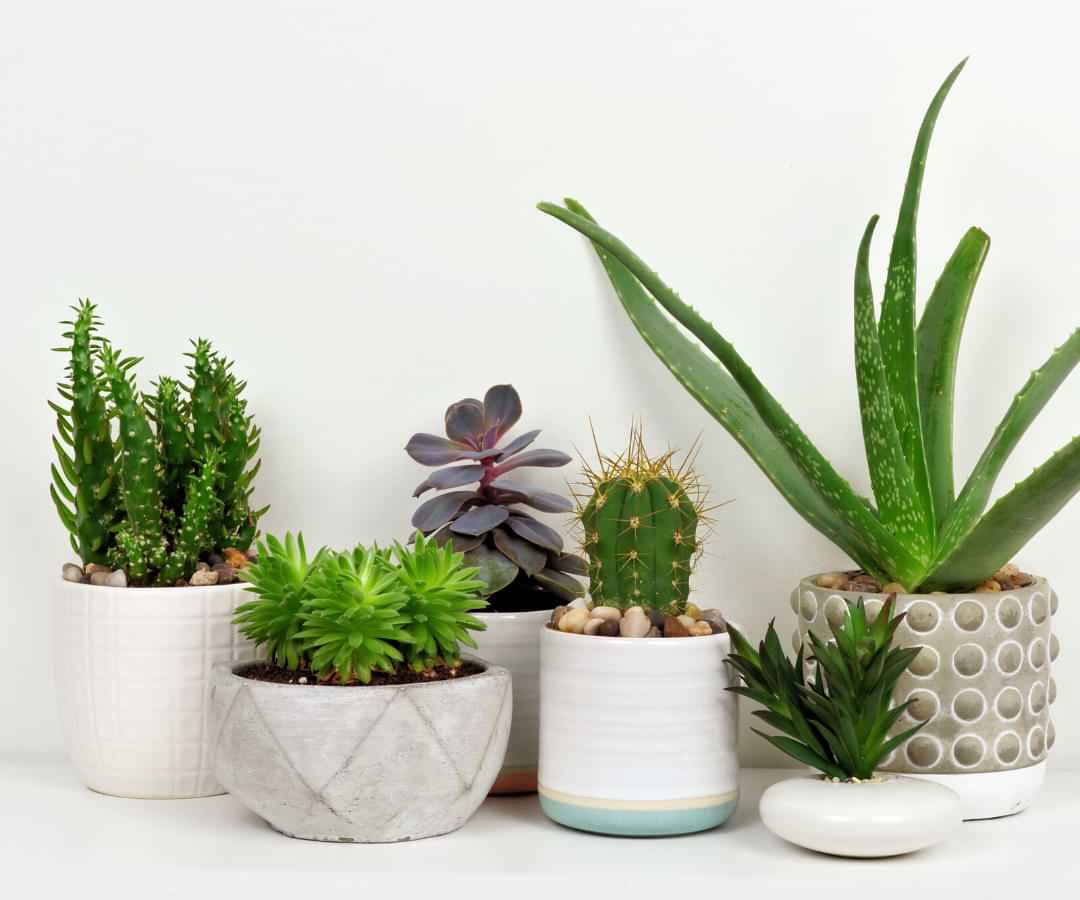Read the comprehensive guide to houseplants. Learn the basics of houseplant care, the best conditions for your houseplants and more.