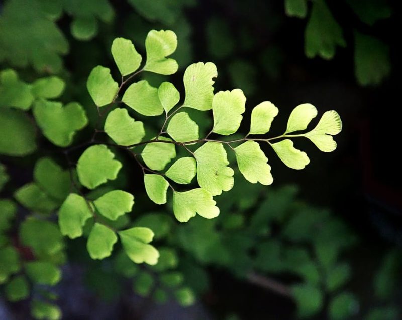 How to Care for a Maidenhair Fern - Houseplant Resource Center