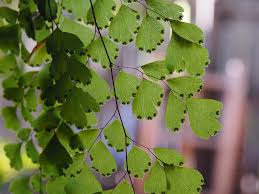 how to care for a maidenhair fern