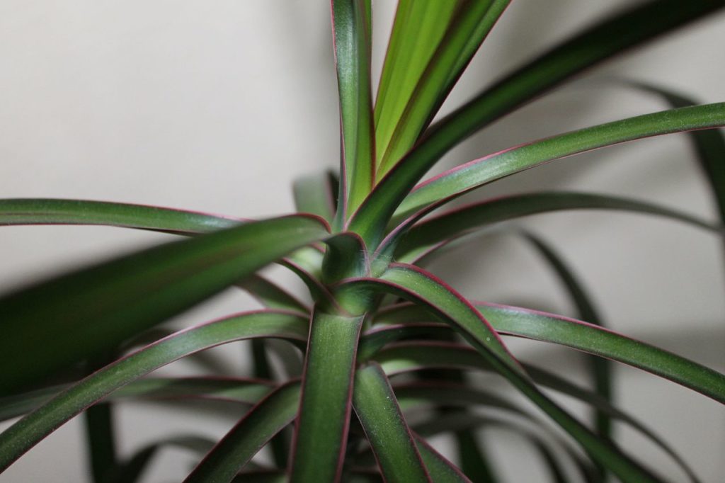 The Ultimate Guide to Dracaena Marginata Houseplant Resource Center