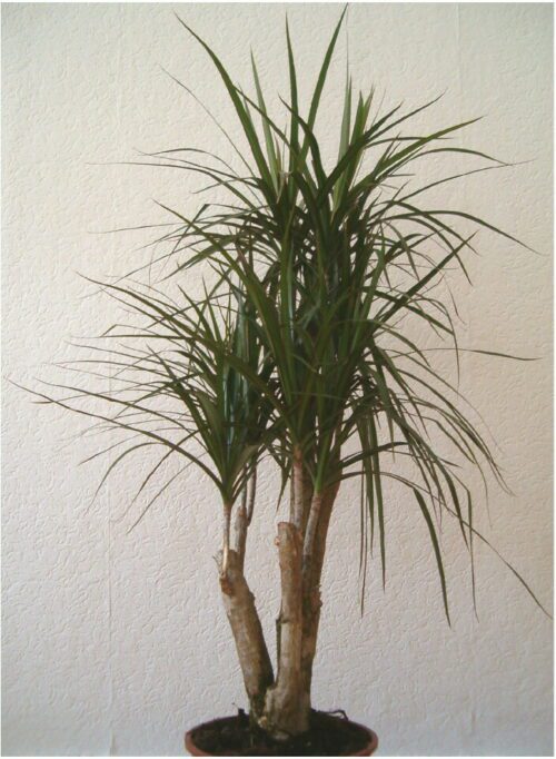 The Ultimate Guide to Dracaena Marginata Houseplant Resource Center
