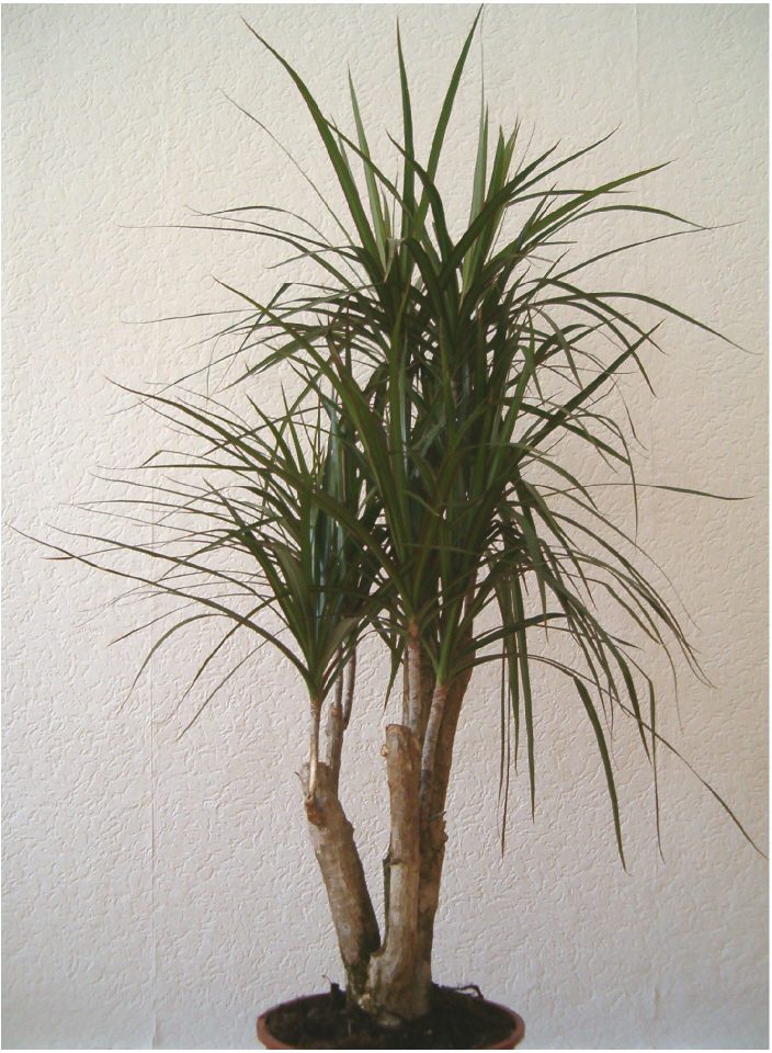 small dragon tree plant care