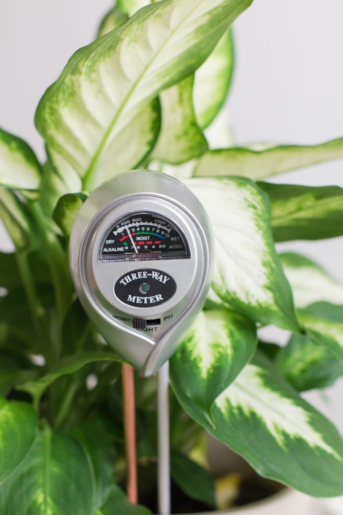 How to Use a Soil Meter on Your Houseplants (With Video!) - Houseplant ...