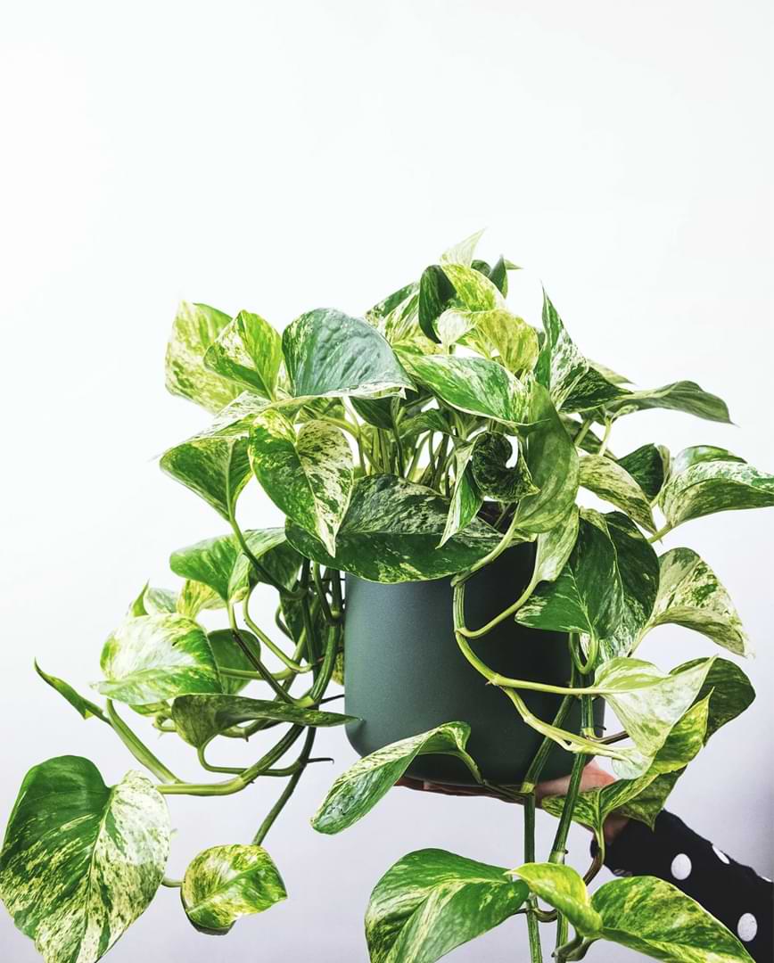 The Complete Golden Pothos Care Guide Hrc 3414