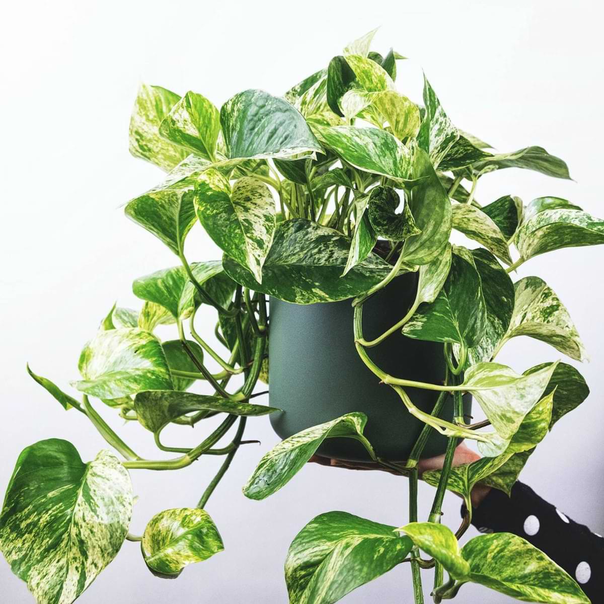 The Complete Golden Pothos Care Guide