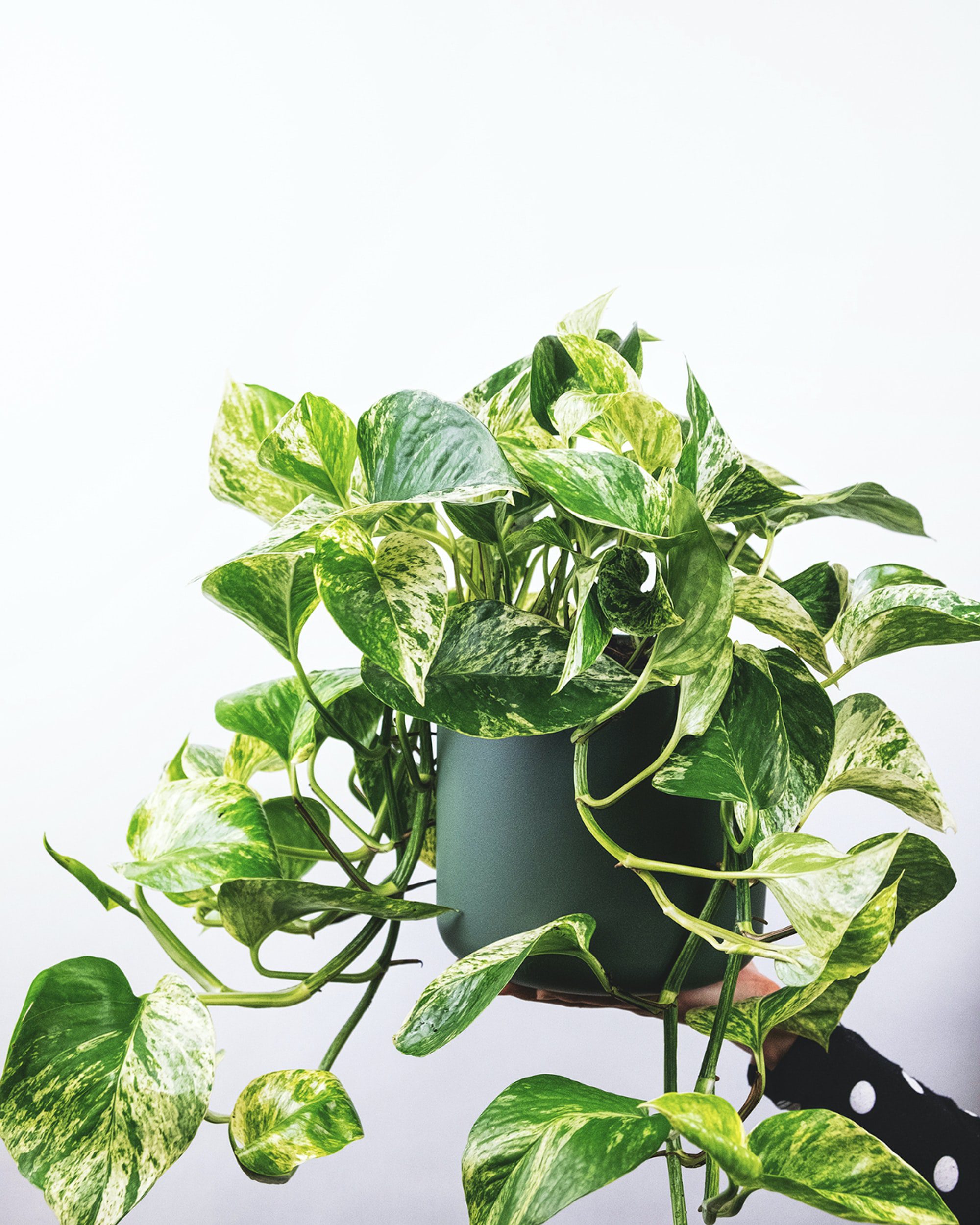 Golden Pothos plant in a room