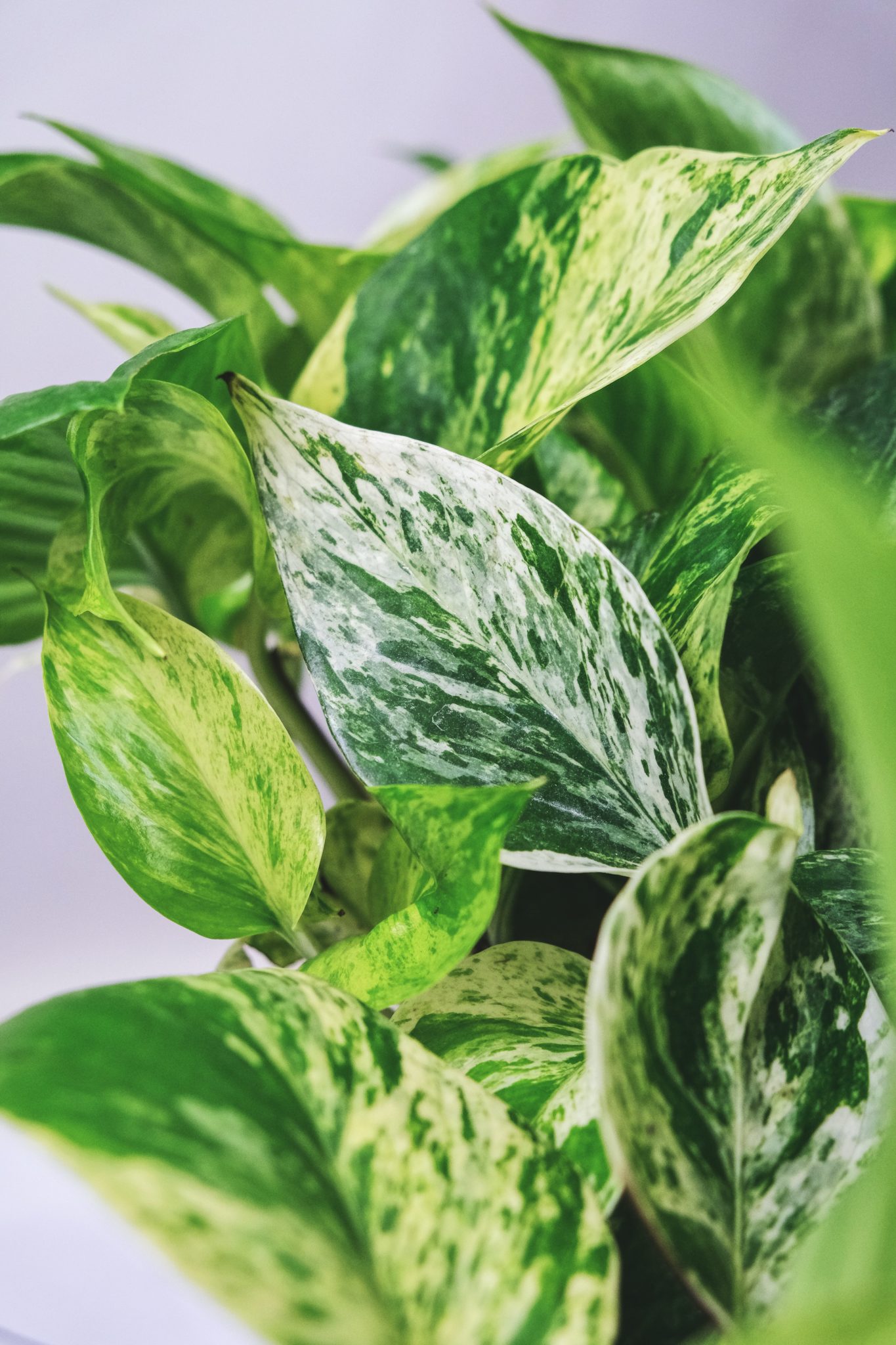 The Complete Golden Pothos Care Guide - Houseplant Resource Center