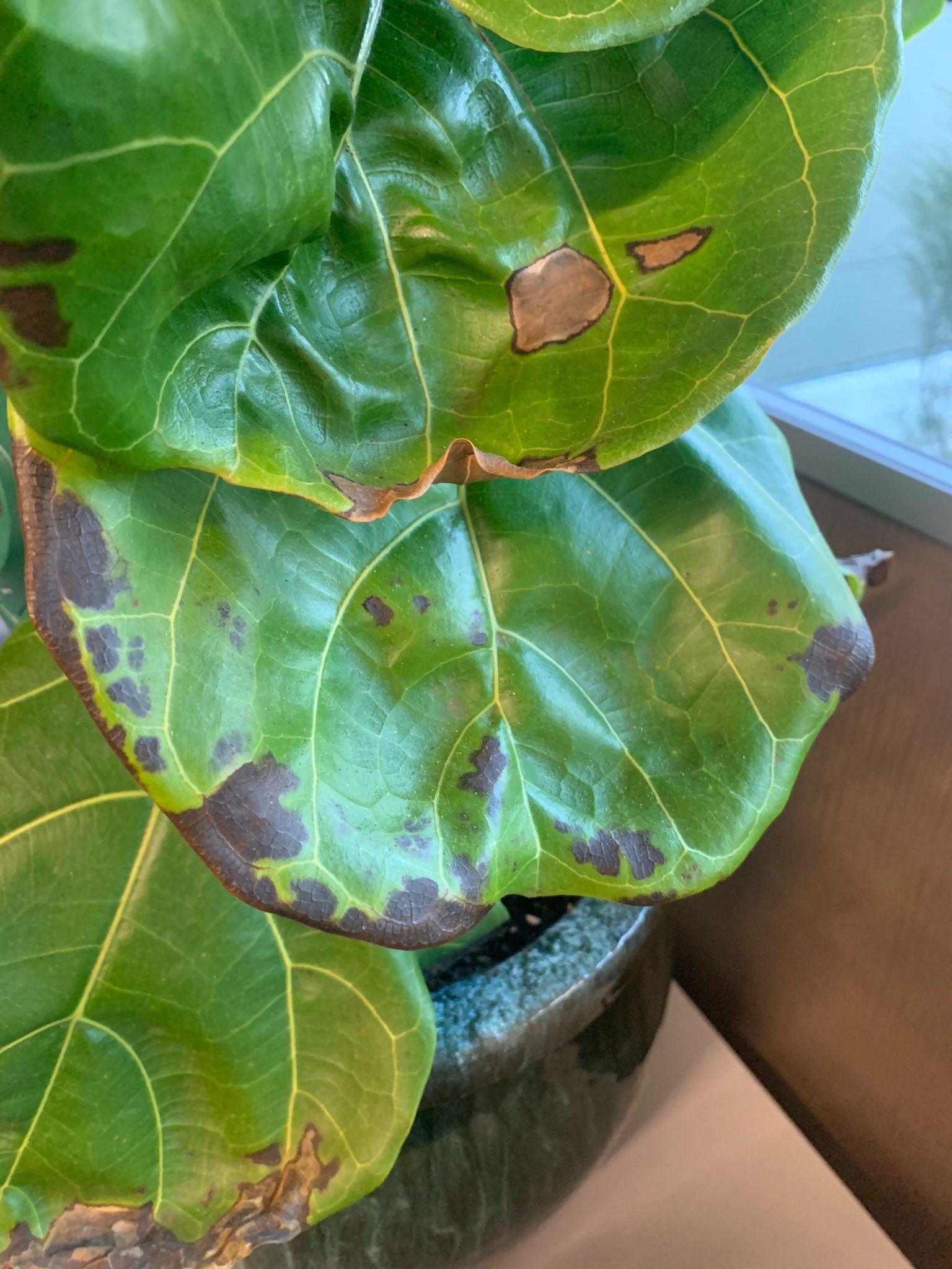 brown-spots-on-my-fiddle-leaf-fig-houseplant-resource-center