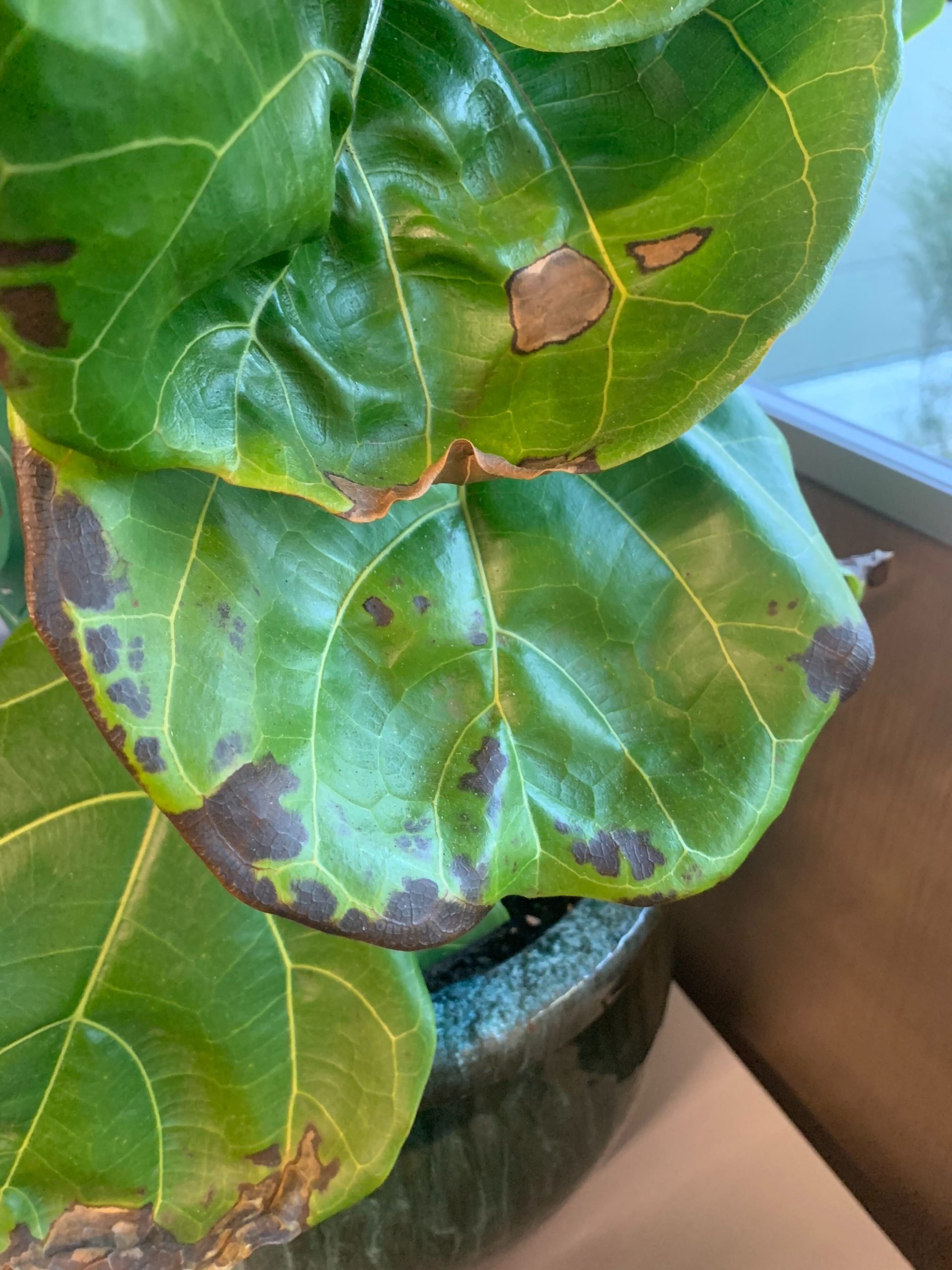 Brown Spots on my Fiddle Leaf Fig Houseplant Resource Center