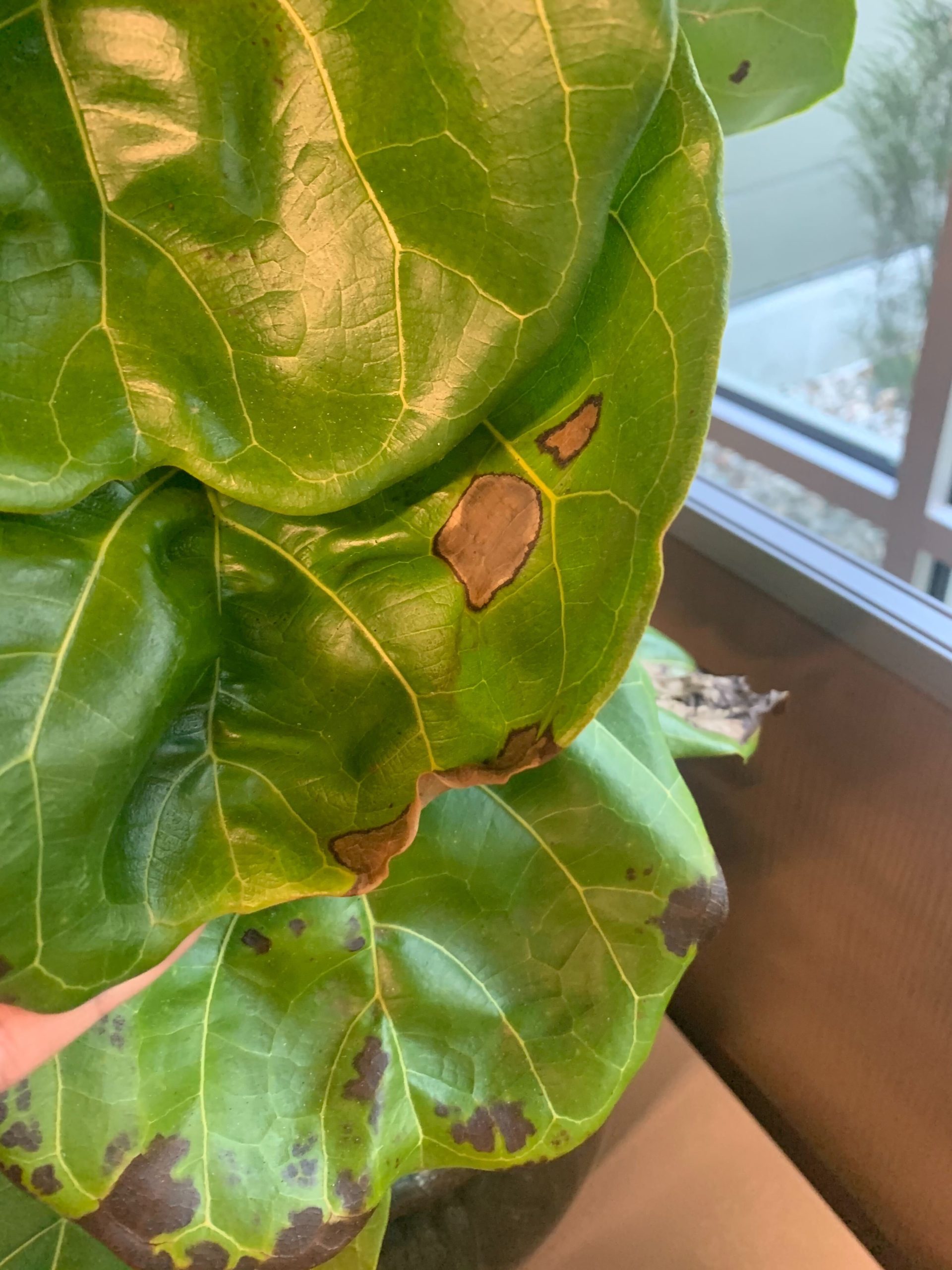 How To Treat Fungal Infection Fiddle Leaf Fig at Donna Caceres blog