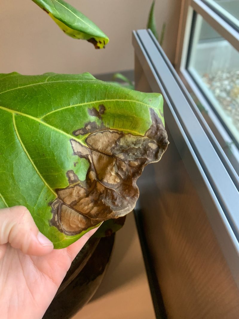 Brown Spots on my Fiddle Leaf Fig - Houseplant Resource Center