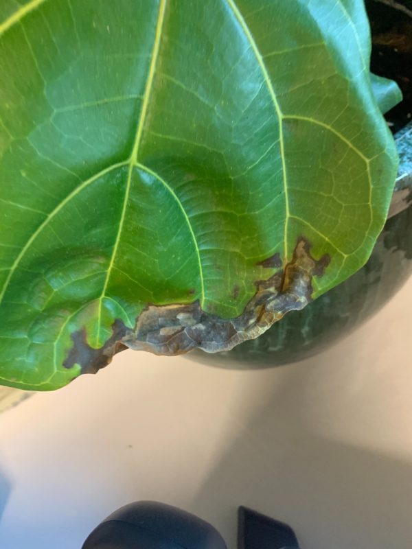 Brown Spots On My Fiddle Leaf Fig Houseplant Resource Center