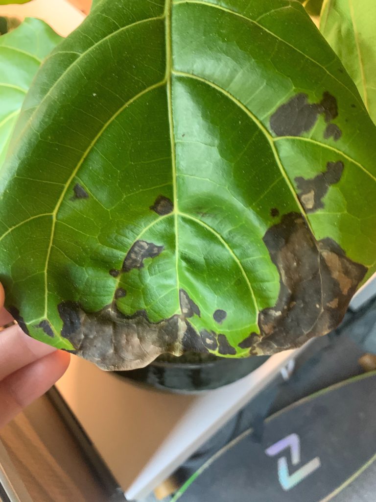 Brown Spots On My Fiddle Leaf Fig Houseplant Resource Center plant-leaf-spots-how-to-treat-leaf-spot-fungus