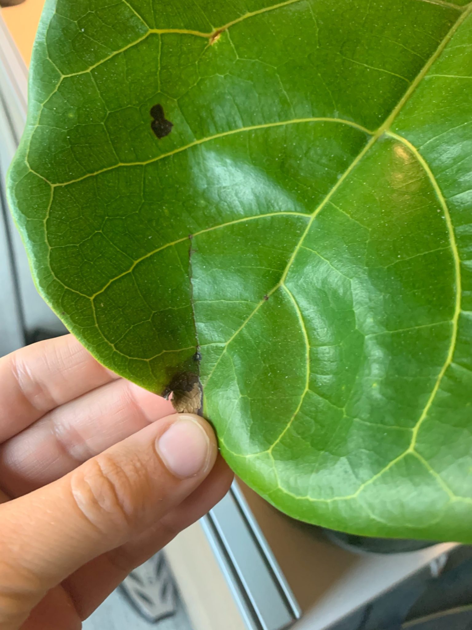 Brown Spots on my Fiddle Leaf Fig Houseplant Resource Center