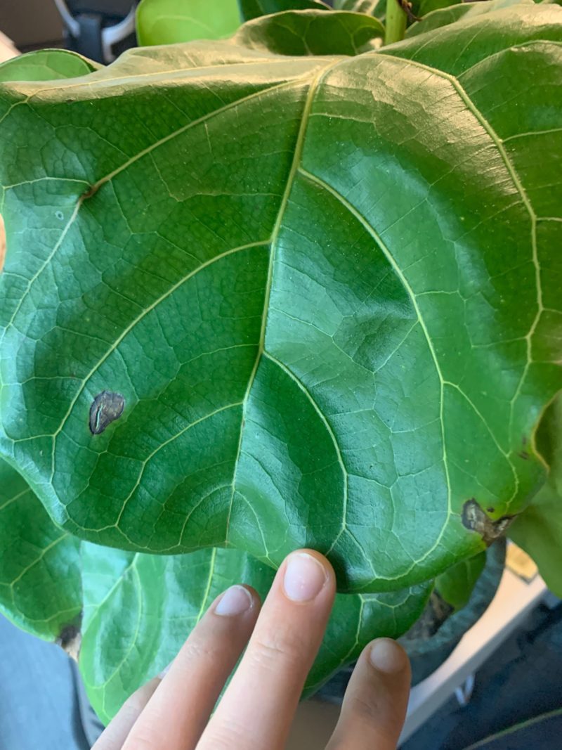Brown spots on my fiddle leaf fig houseplant resource center
