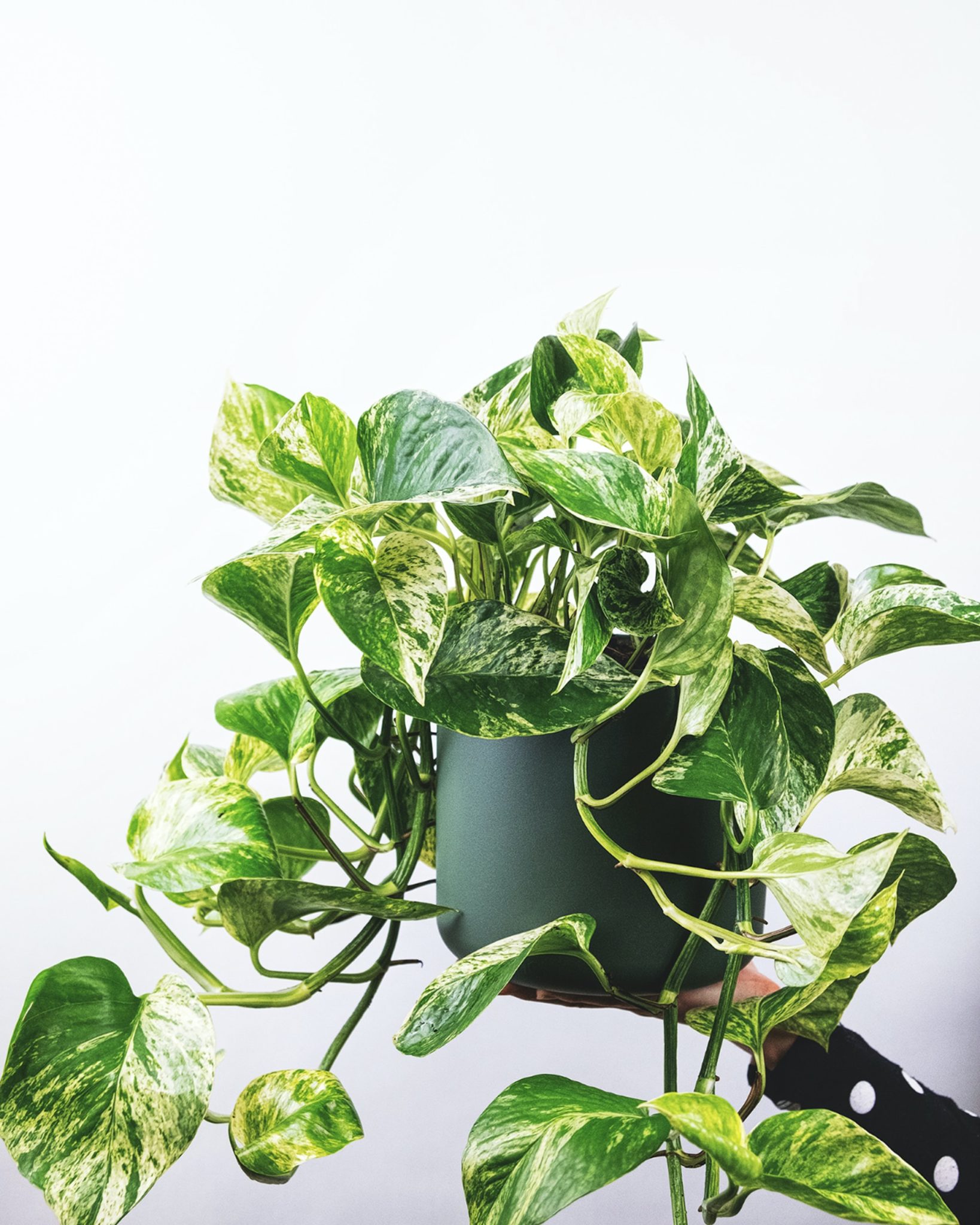 The Ultimate Guide To Pothos Varieties Houseplant Resource Center