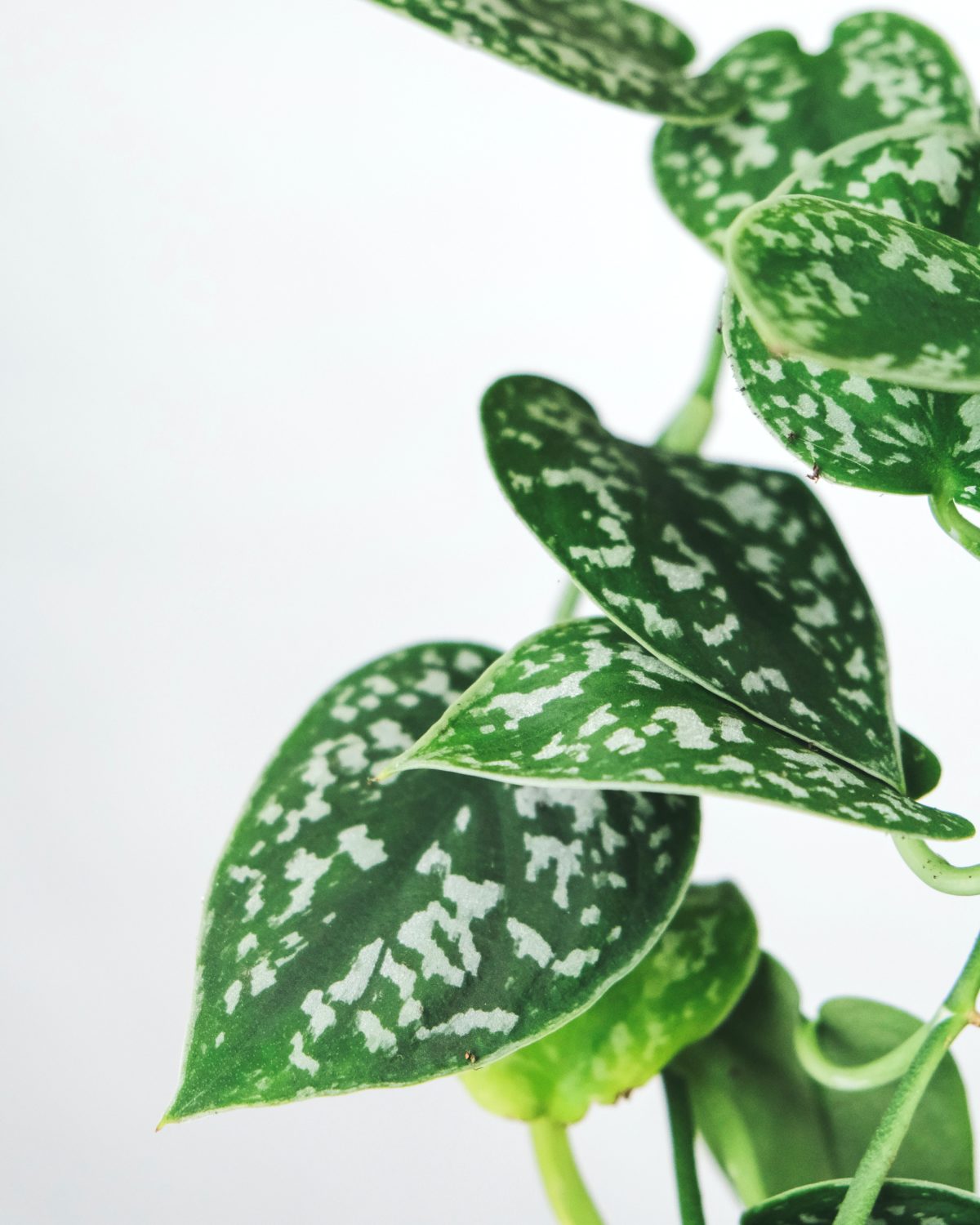 The Ultimate Guide To Pothos Varieties Houseplant Resource Center