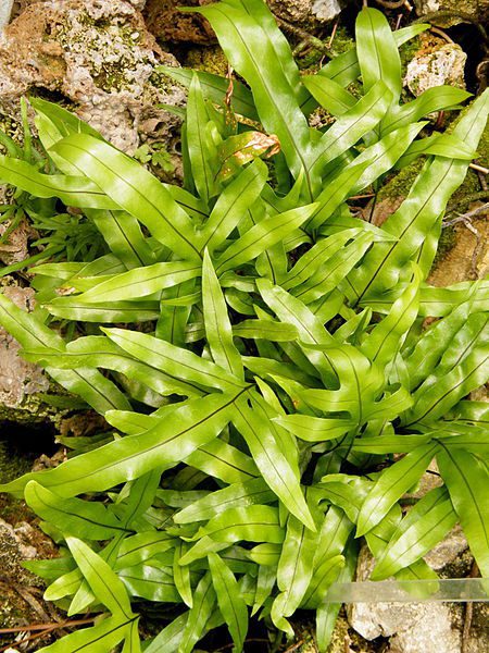 Kangaroo Paw Fern