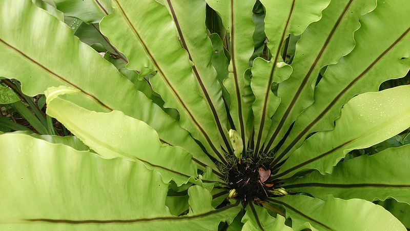 Birds Nest Fern